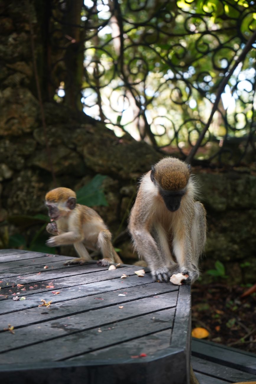 Barbados Green Monkeys Welchman Hall