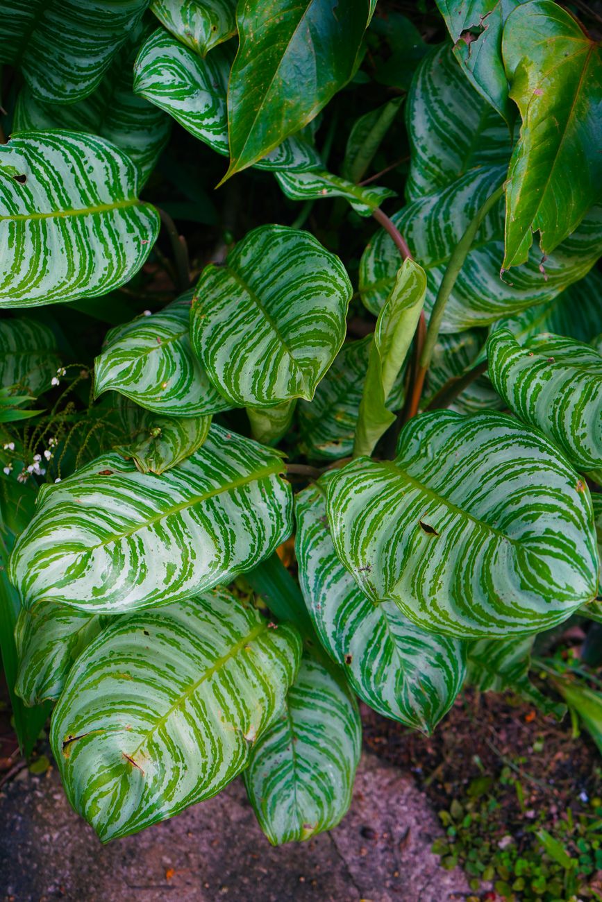Hunte's Botanical Gardens Barbados